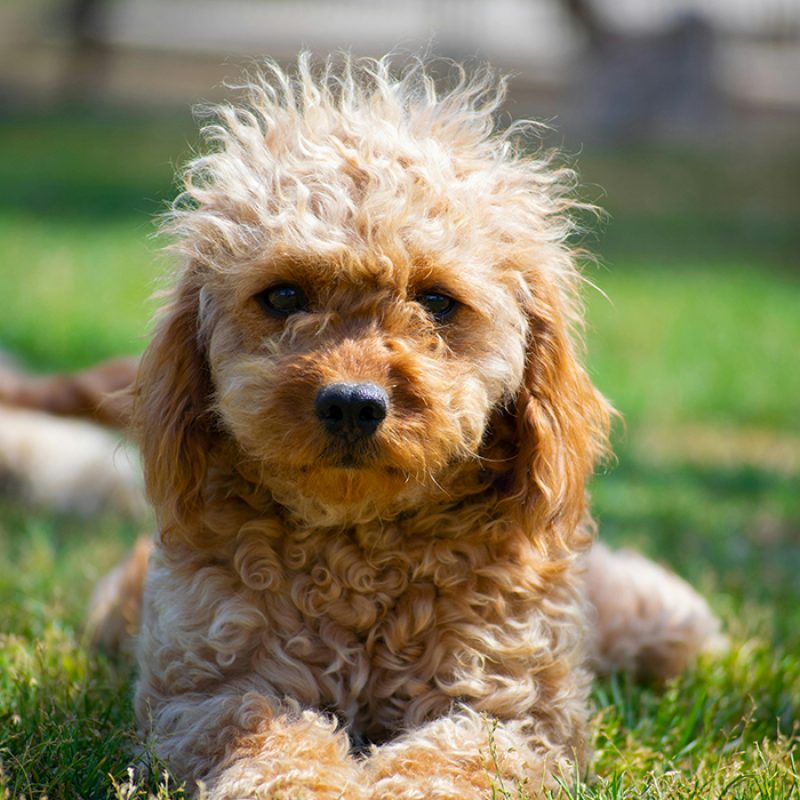 tan teacup poodle sitting nicely in grass