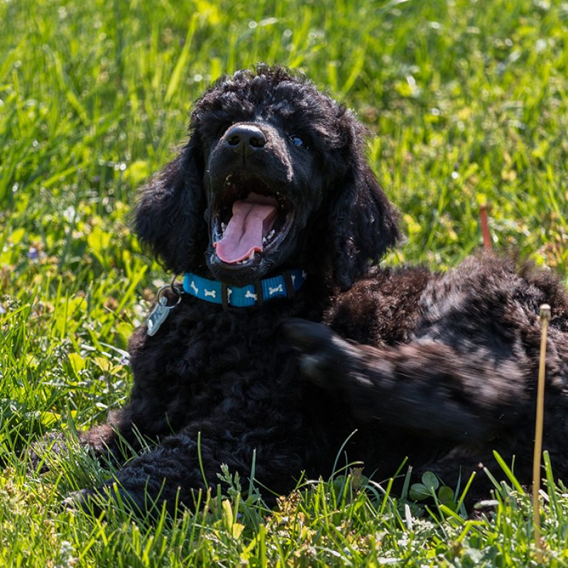 happy black teacup poodle sitting outside happy black teacup poodle sitting outside