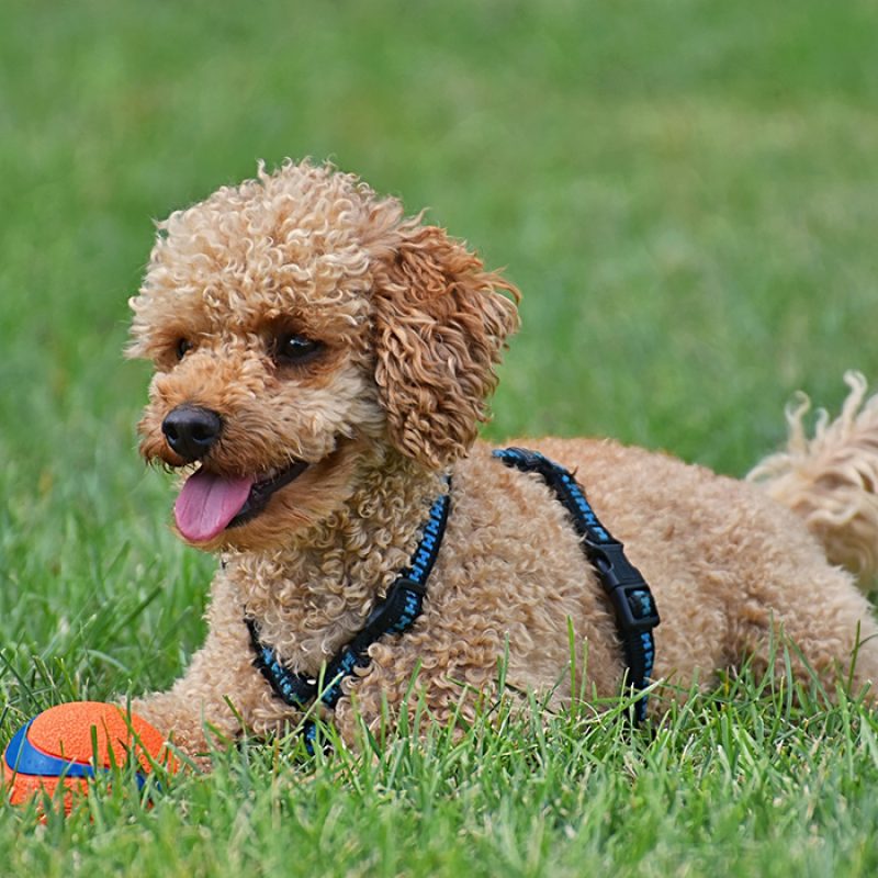 tan teacup poodle puppy with ball outside tan teacup poodle puppy with ball outside
