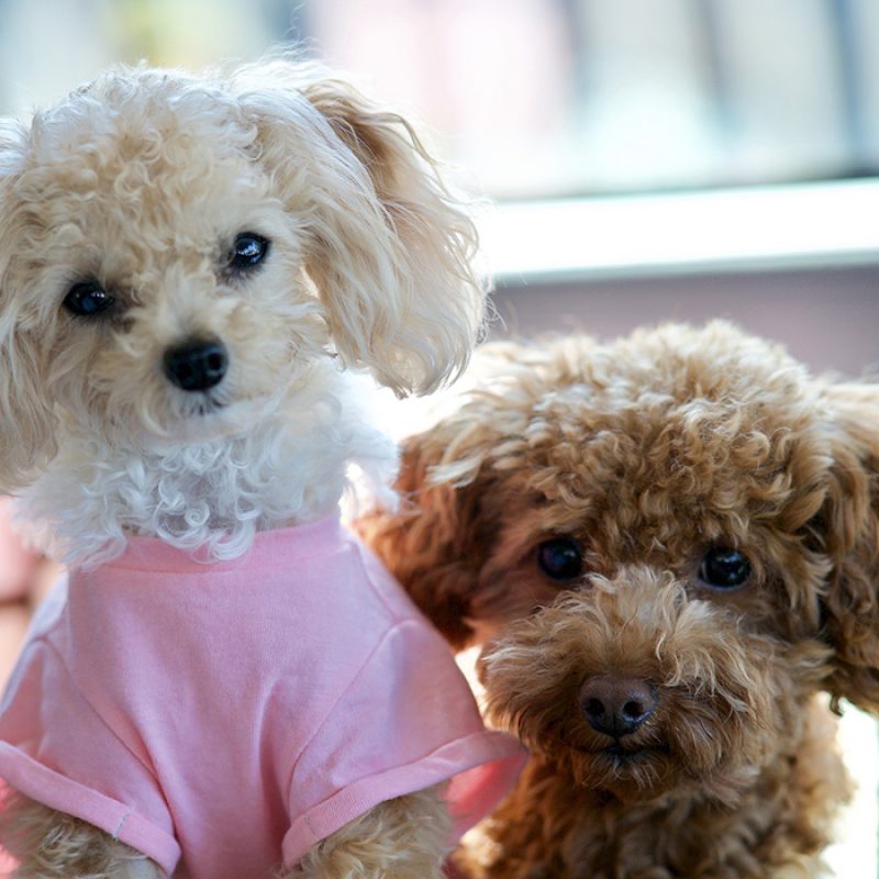 two teacup poodles sitting together two teacup poodles sitting together