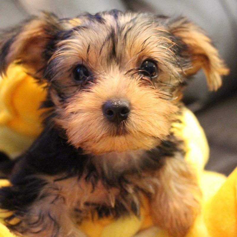 tiny newborn teacup yorkie puppy