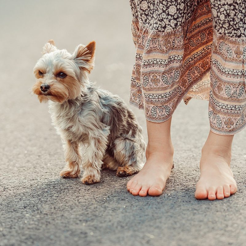 small teacup yorkie sitting next to owner's feet