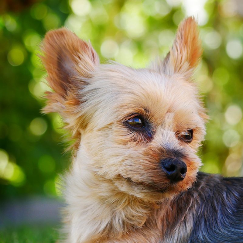 short haired teacup yorkie outside