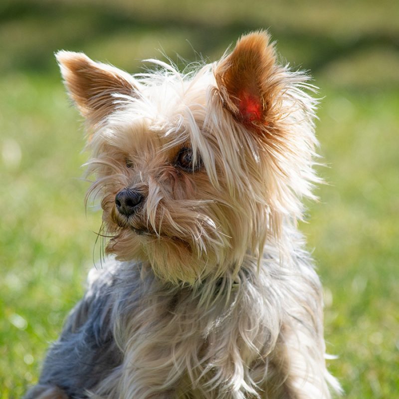 scruffy teacup yorkie sitting outside