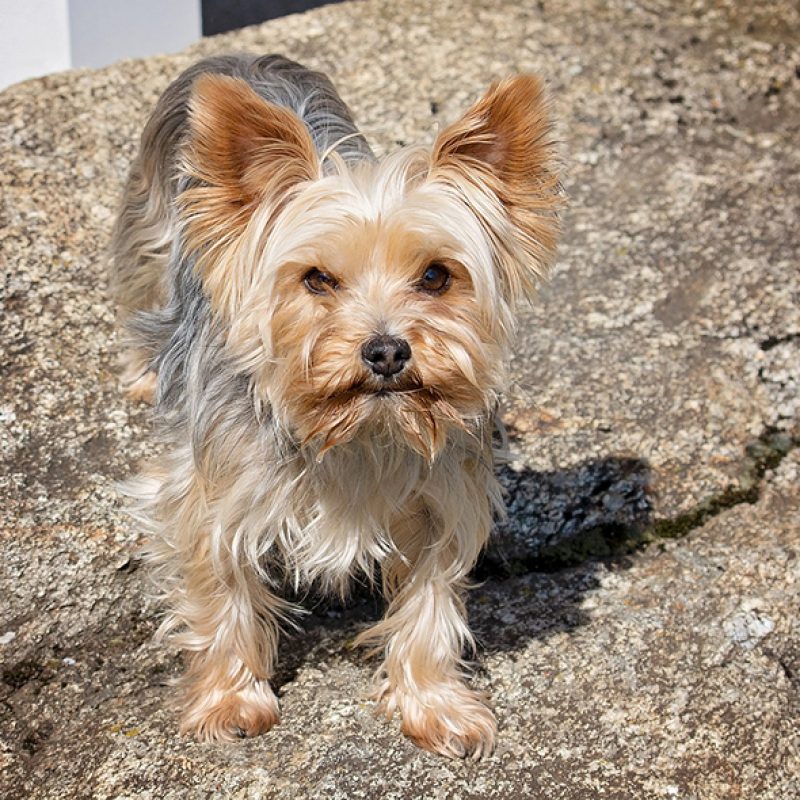 teacup yorkie standing outside sunny day