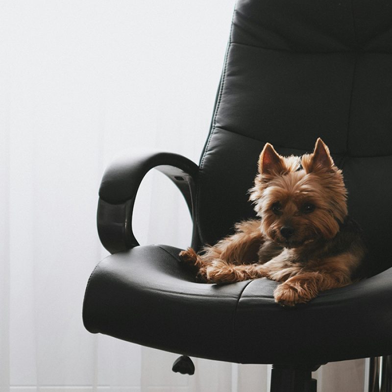 tiny teacup yorkie puppy sitting on computer chair tiny teacup yorkie puppy sitting on computer chair