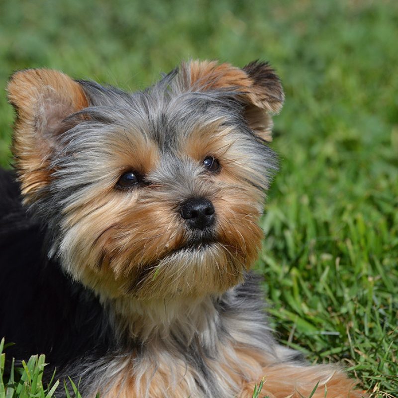 teacup yorkie sitting in green grass teacup yorkie sitting in green grass