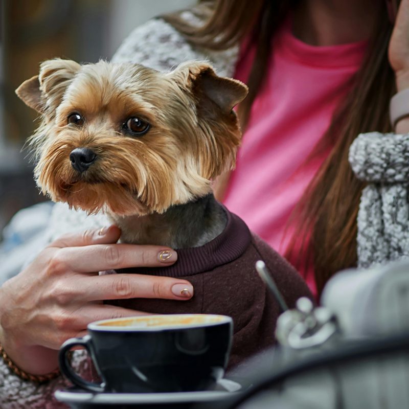 teacup yorkie in shirt sitting on owner’s lap teacup yorkie in shirt sitting on owner's lap